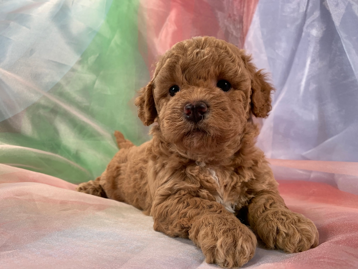 Female Bichon Poodle Available $1200 DOB 5-7-2022